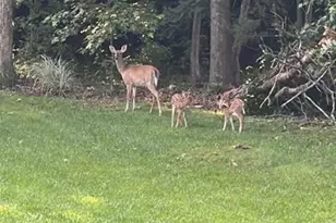 7602 Wilson Farm Rd, Summerfield, NC 27358 - Photo 44