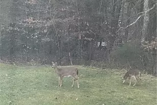 4593 Olivine Ln, Pfafftown, NC 27040 - Photo 4