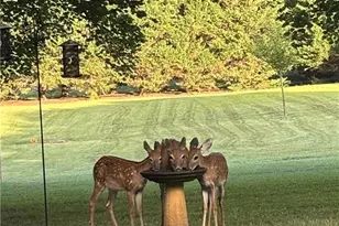 6909 Wooden Rail Ln, Summerfield, NC 27358 - Photo 44