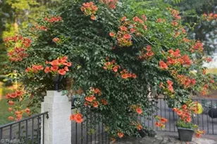 5009 Knob View Trail, Winston-Salem, NC 27104 - Photo 46