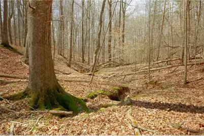 1019-11 George Road, Westfield, NC 27053 - Photo 8