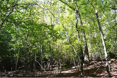 1541-1345 Nc Highway 89 W Tract# 1 - 97.86 ac, Danbury, NC 27016 - Photo 8
