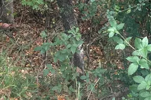Lot 115 Monk Ct, North Wilkesboro, NC 28659 - Photo 1