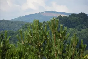 Tbd Holly Hill Dr, Sparta, NC 28675 - Photo 1