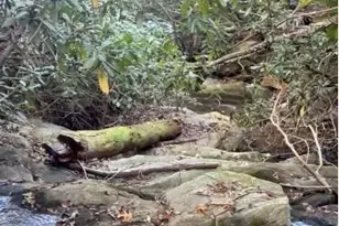 799 Mickey Rd, Westfield, NC 27053 - Photo 1