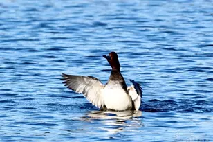 645 Lost Key Dr, Perdido Key, FL 32507 - Photo 56