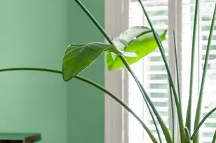 1412 E Strong St, Pensacola, FL 32501 - Photo 18