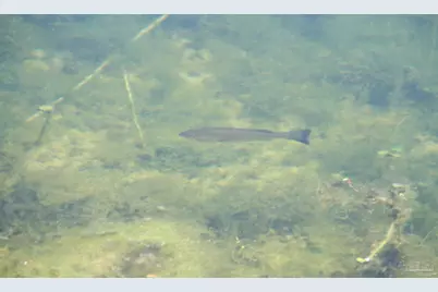 [Address not provided], Molino, FL 32577 - Photo 24