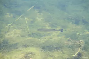 [Address not provided], Molino, FL 32577 - Photo 24