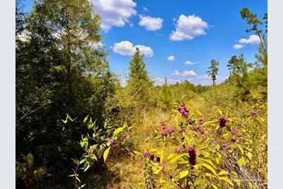 Lot 11 Morgans Branch, Molino, FL 32577 - Photo 10