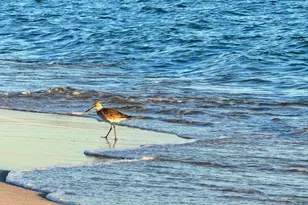 645 Lost Key Dr, Perdido Key, FL 32507 - Photo 70