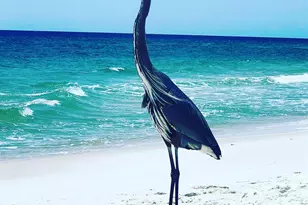 645 Lost Key Dr, Perdido Key, FL 32507 - Photo 68