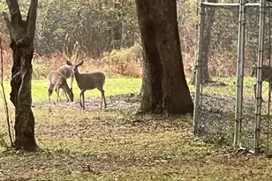 3372 Childers St, Milton, FL 32583 - Photo 12