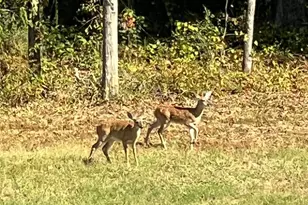 4394 Crabtree Church Rd, Molino, FL 32577 - Photo 64