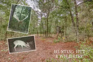 10246 Nichols Lake Rd, Milton, FL 32583 - Photo 4