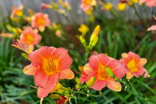 7305 Farmers Rd, Pensacola, FL 32526 - Photo 46