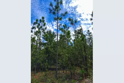 Parcel B-2 Wildlife Rd, Harold, FL 32564 - Photo 6