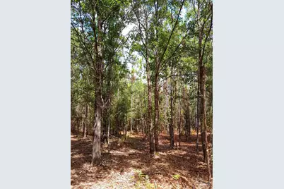 Parcel C-2 Wildlife Rd, Harold, FL 32564 - Photo 2