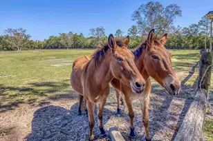 1650 Bear Bay Flats Rd, Laurel Hill, FL 32567 - Photo 4