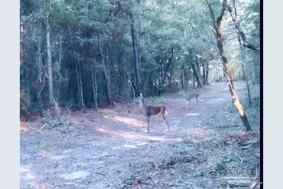 9499 Cornfield Way, Milton, FL 32583 - Photo 4