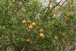 6475 Chestnut Rd, Molino, FL 32577 - Photo 38