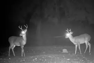 4940 Palmer Ridge Dr, Milton, FL 32570 - Photo 50