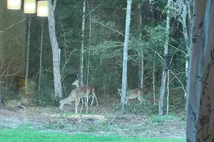 6782 Beaudry Ln, Milton, FL 32570 - Photo 58