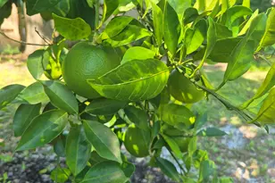 426 Fairpoint Dr, Gulf Breeze, FL 32561 - Photo 12