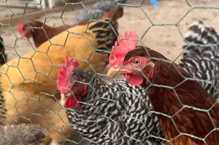 2511 W Kingsfield Dr, Cantonment, FL 32533 - Photo 36