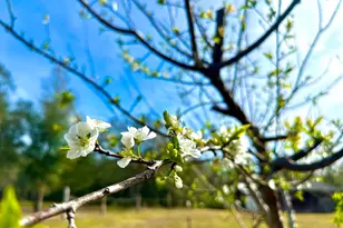 5434 Lilac Ave, Milton, FL 32570 - Photo 26