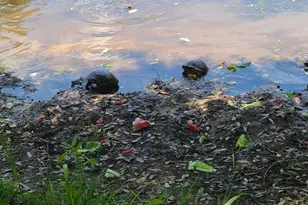 11424 High Springs Rd, Pensacola, FL 32534 - Photo 46