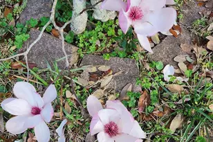 540 N 68th St, Pensacola, FL 32506 - Photo 40