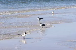 25770 Blufton Ave, Orange Beach, AL 36561 - Photo 72