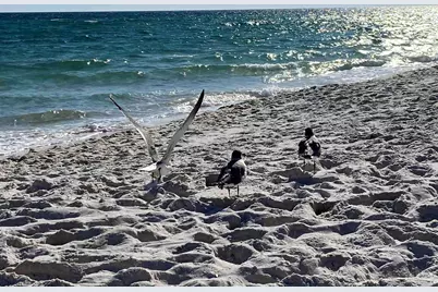 13351 Johnson Beach Rd #113E, Perdido Key, FL 32507 - Photo 28