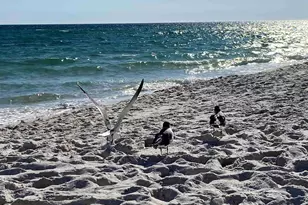 13351 Johnson Beach Rd, Perdido Key, FL 32507 - Photo 28