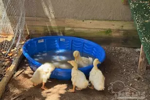 5416 Barbarosa Rd, Gulf Breeze, FL 32563 - Photo 22