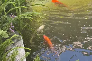 5516 Molino Rd, Molino, FL 32577 - Photo 26