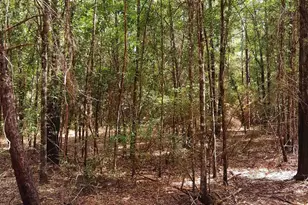 Parcel C-2 Wildlife Rd, Harold, FL 32564 - Photo 1