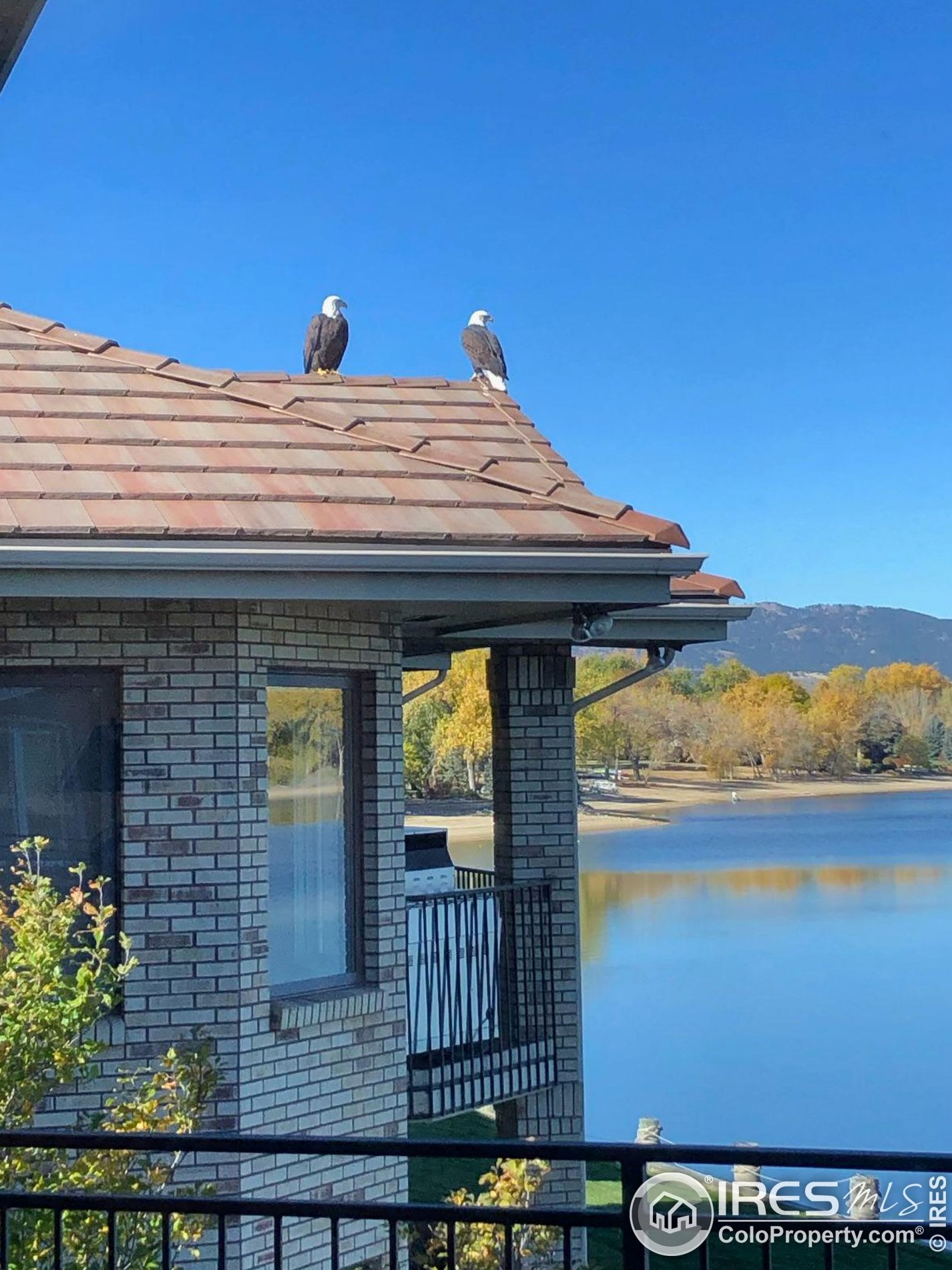 4143 Harbor Walk Dr, Fort Collins CO  80525-4855 exterior