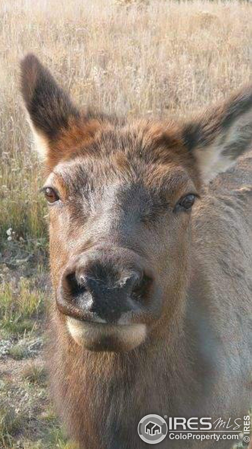 1386 Raven Cir, Estes Park CO 80517-9428 exterior