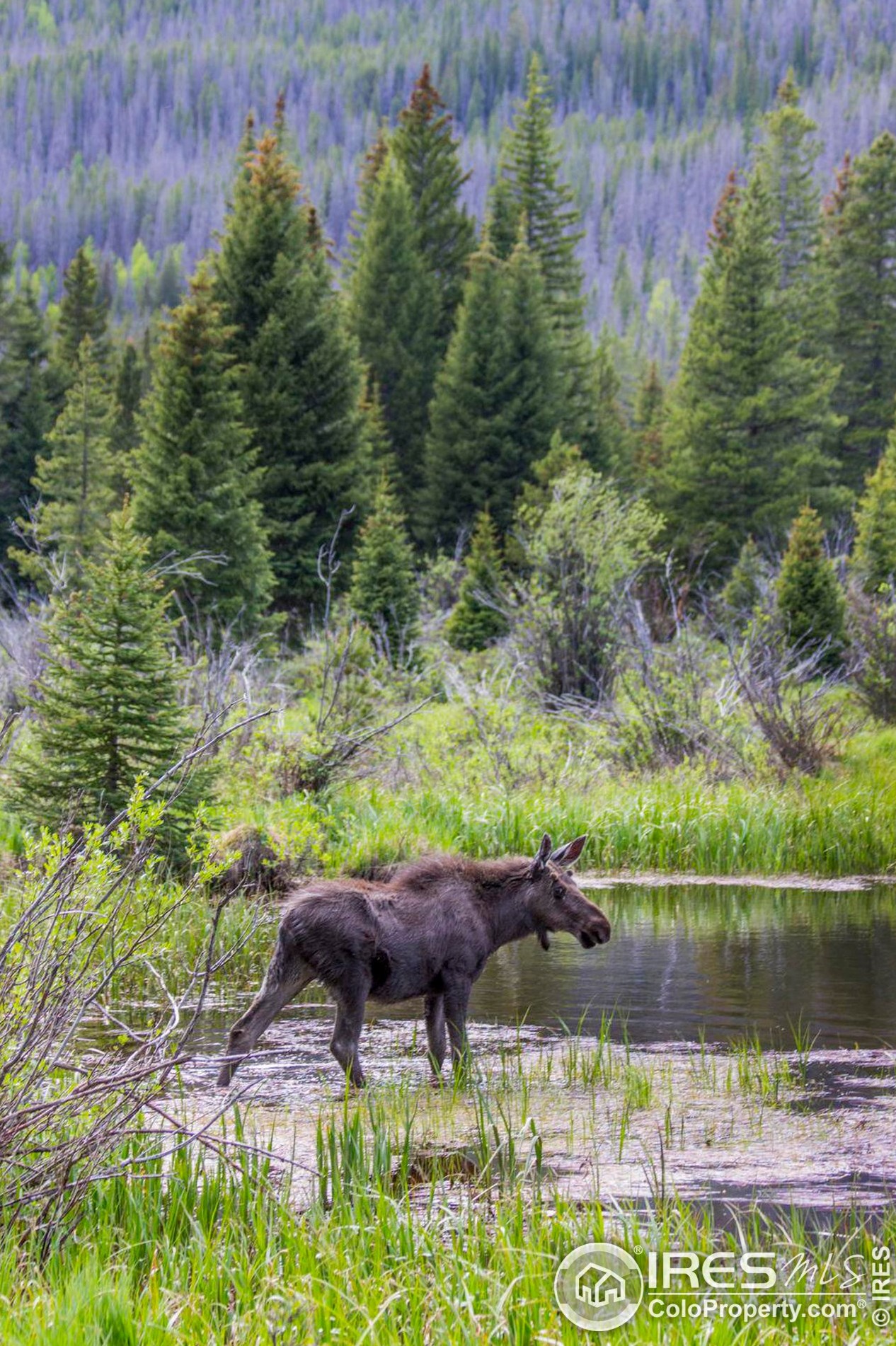 1700 Wildfire Rd, Estes Park CO  80517-9751 exterior