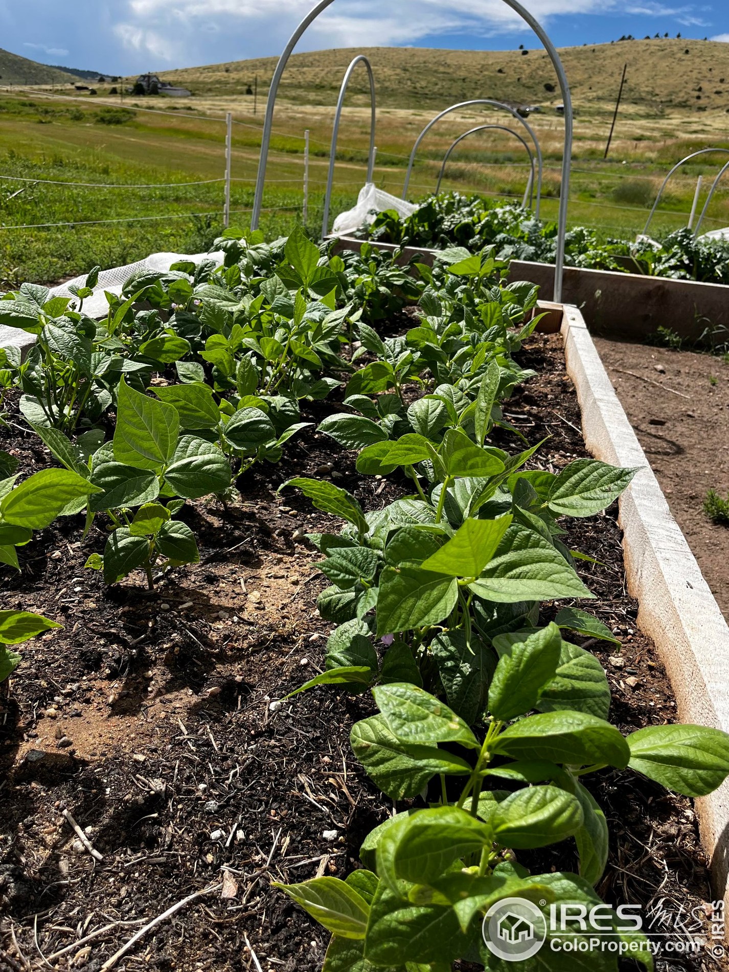 986 Deer Mdw Way, Red Feather Lakes CO 80536-9505 exterior