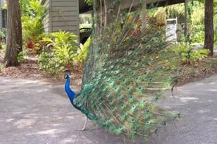 1508 Pelican Cove Rd, Sarasota, FL 34231 - Photo 24