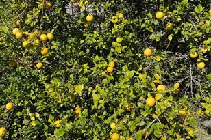 333 The Esplanade N, Venice, FL 34285 - Photo 46