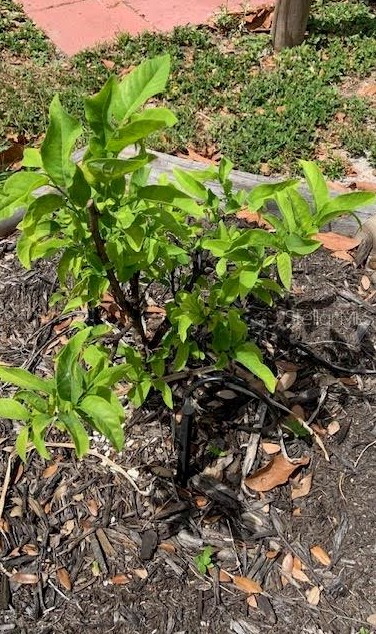 2068 Garden Ln, Bradenton FL  34207-8553 exterior