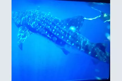 6304 Beechwood Avenue, Sarasota, FL 34231 - Photo 38