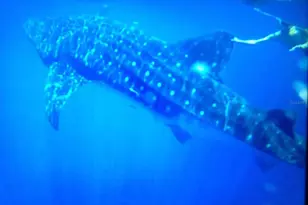 6304 Beechwood Ave, Sarasota, FL 34231 - Photo 38