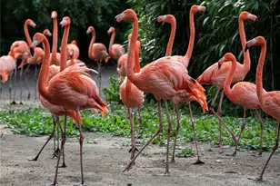 1323 Landings Dr, Sarasota, FL 34231 - Photo 52