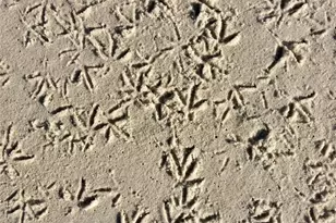 3710 Gulf of Mexico Dr, Longboat Key, FL 34228 - Photo 22