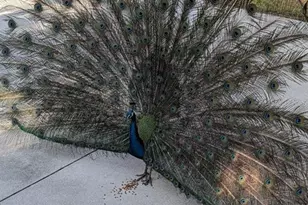 39200 Cook Brown Rd, Punta Gorda, FL 33982 - Photo 24